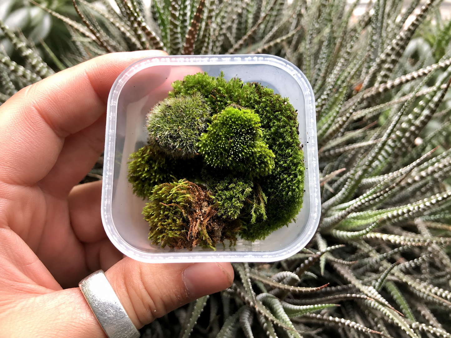 Overhead view of assorted miniature cushion moss pieces in a small clear tub