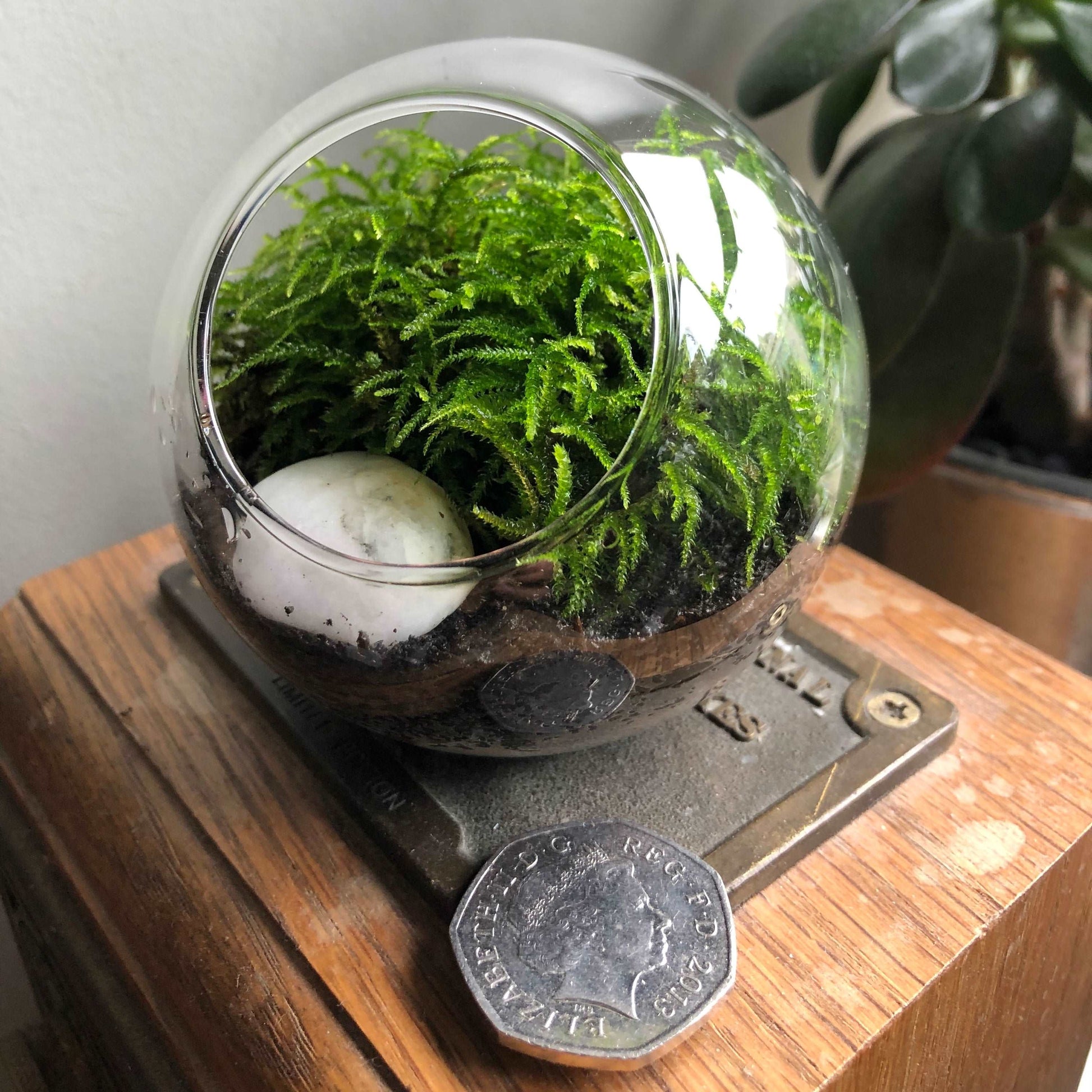 Tiny Terrarium With Live Moss • Desktop Mossarium With Live Feather Moss