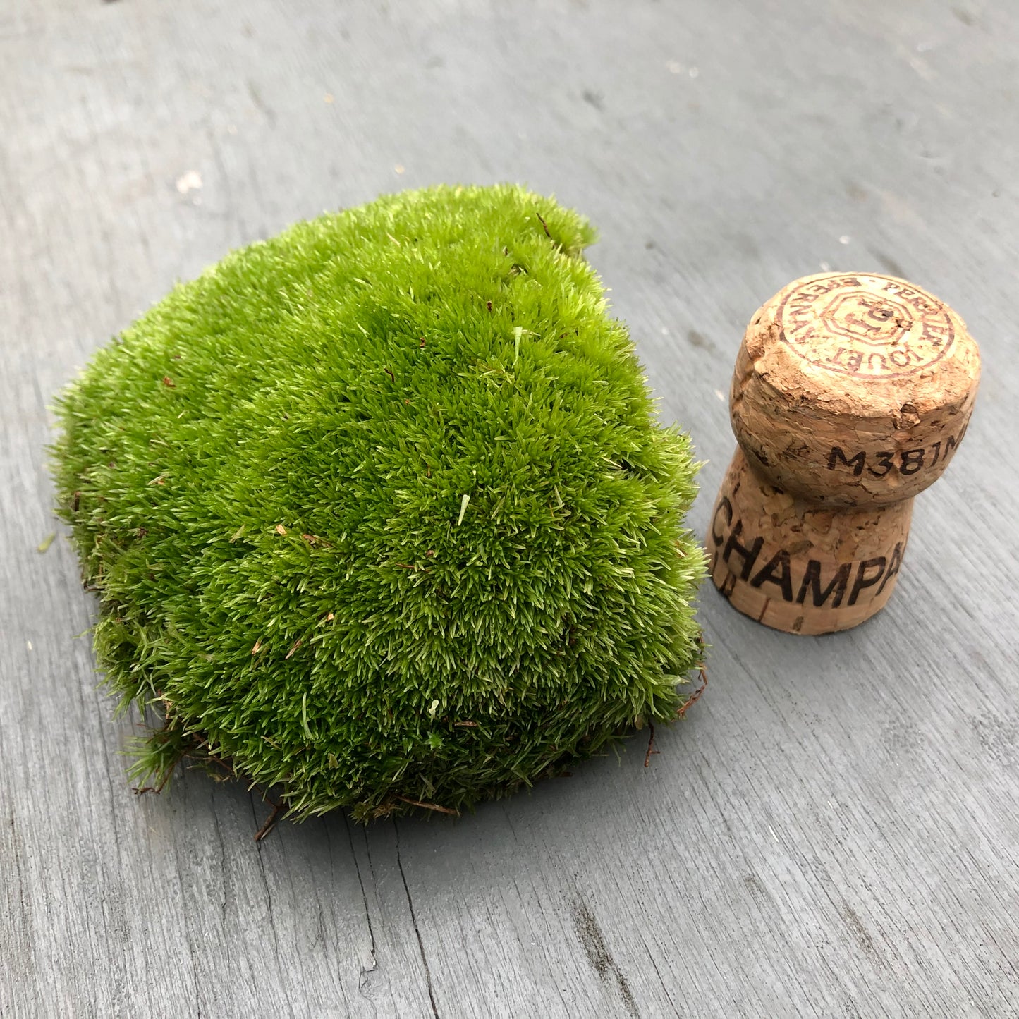 USB Mini Plant Mister • Rechargeable Micro Moss Mister