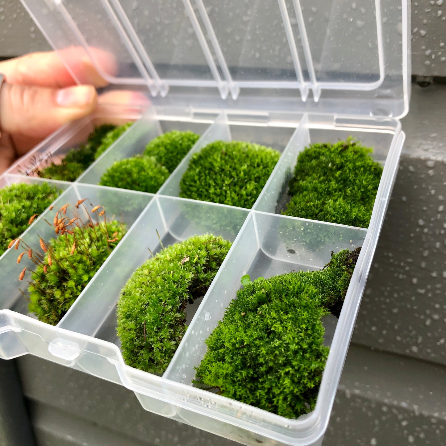 USB Mini Plant Mister • Rechargeable Micro Moss Mister