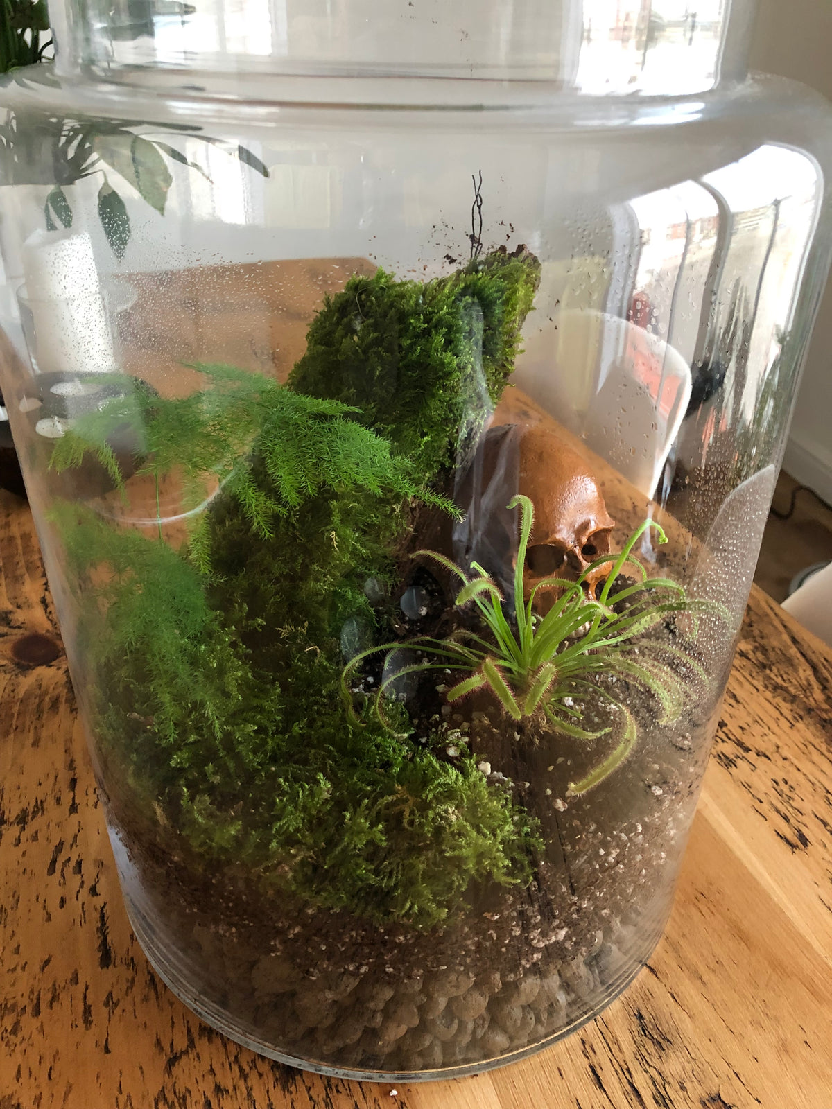 Finished glass terrarium planted with fresh live moss and miniature plants