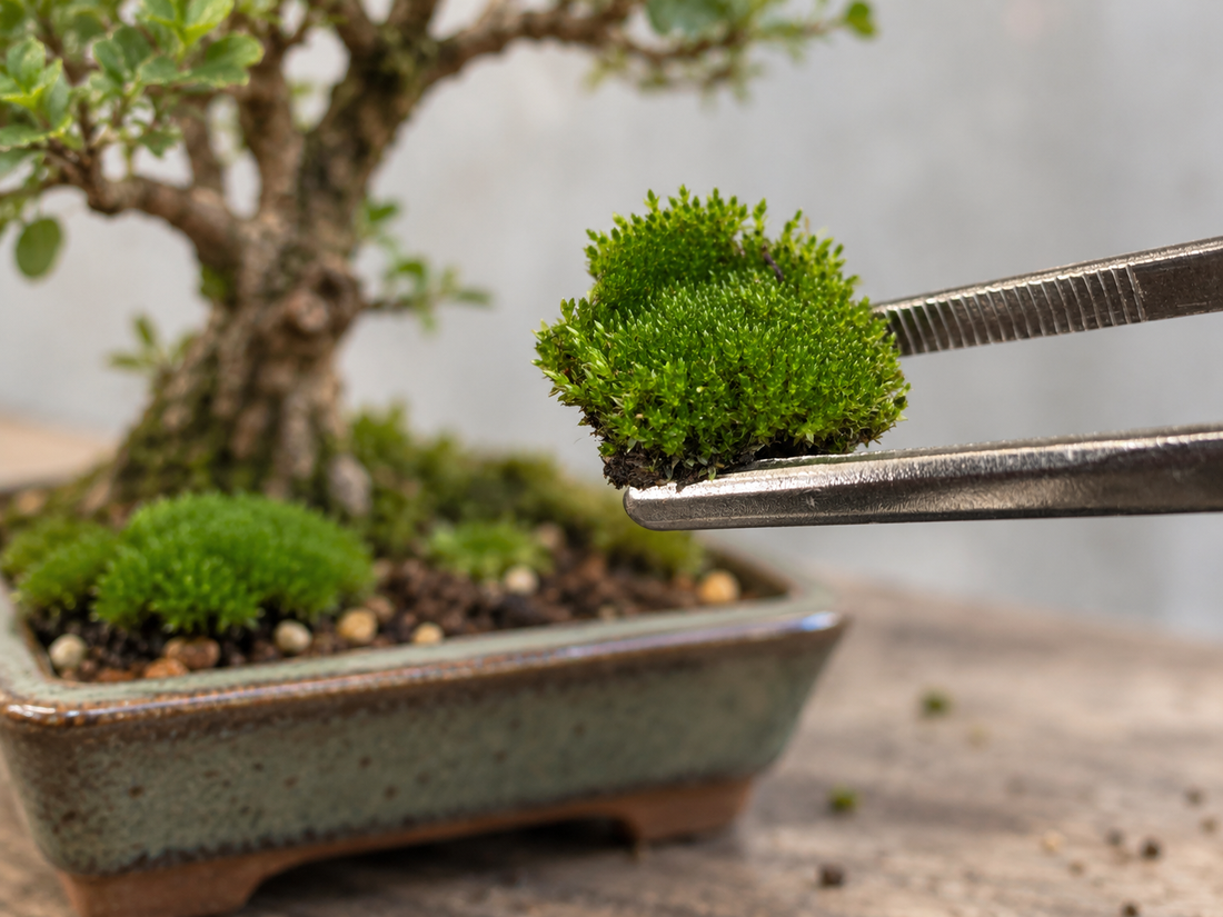 Close-up of fresh green moss held in metal tweezers, ready to be placed around a bonsai tree in a ceramic pot.