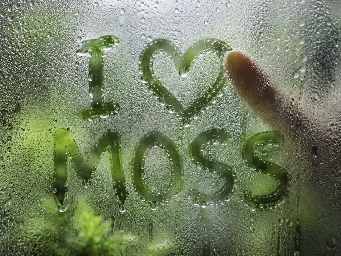 Reading Your Terrarium Hygrometer: What's a Healthy Humidity Range?