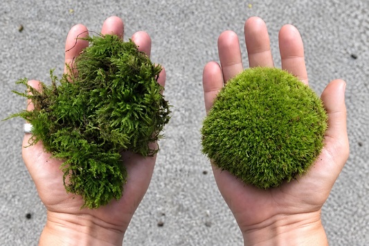 Handful of feather moss beside a rounded cushion moss bun, comparing two types of live terrarium moss.