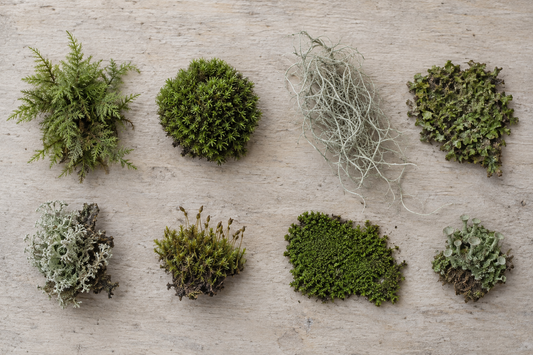 Eight moss and moss-like specimens arranged in a grid, including true cushion moss, feather moss and lichen, illustrating how similar different species can look