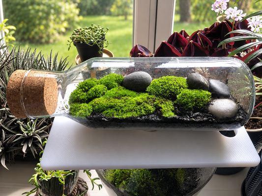 Live moss terrarium in a horizontal glass bottle with a cork lid, condensation beading on the glass.