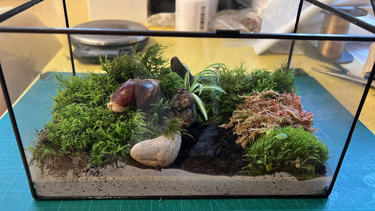 Giant African land snail resting on live feather and cushion moss in a glass terrarium