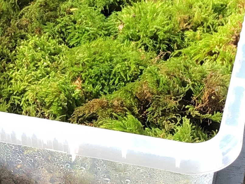 Fresh green live UK woodland feather moss in a plastic storage container