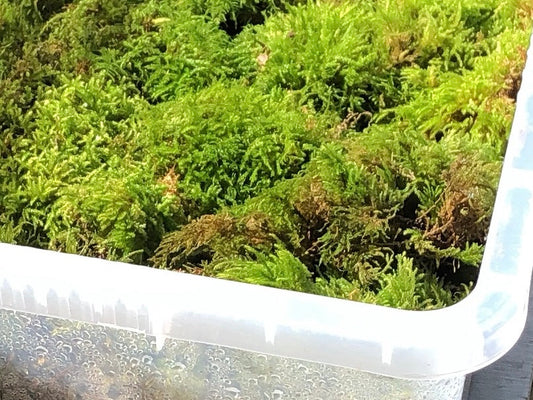 Fresh green live UK woodland feather moss in a plastic storage container