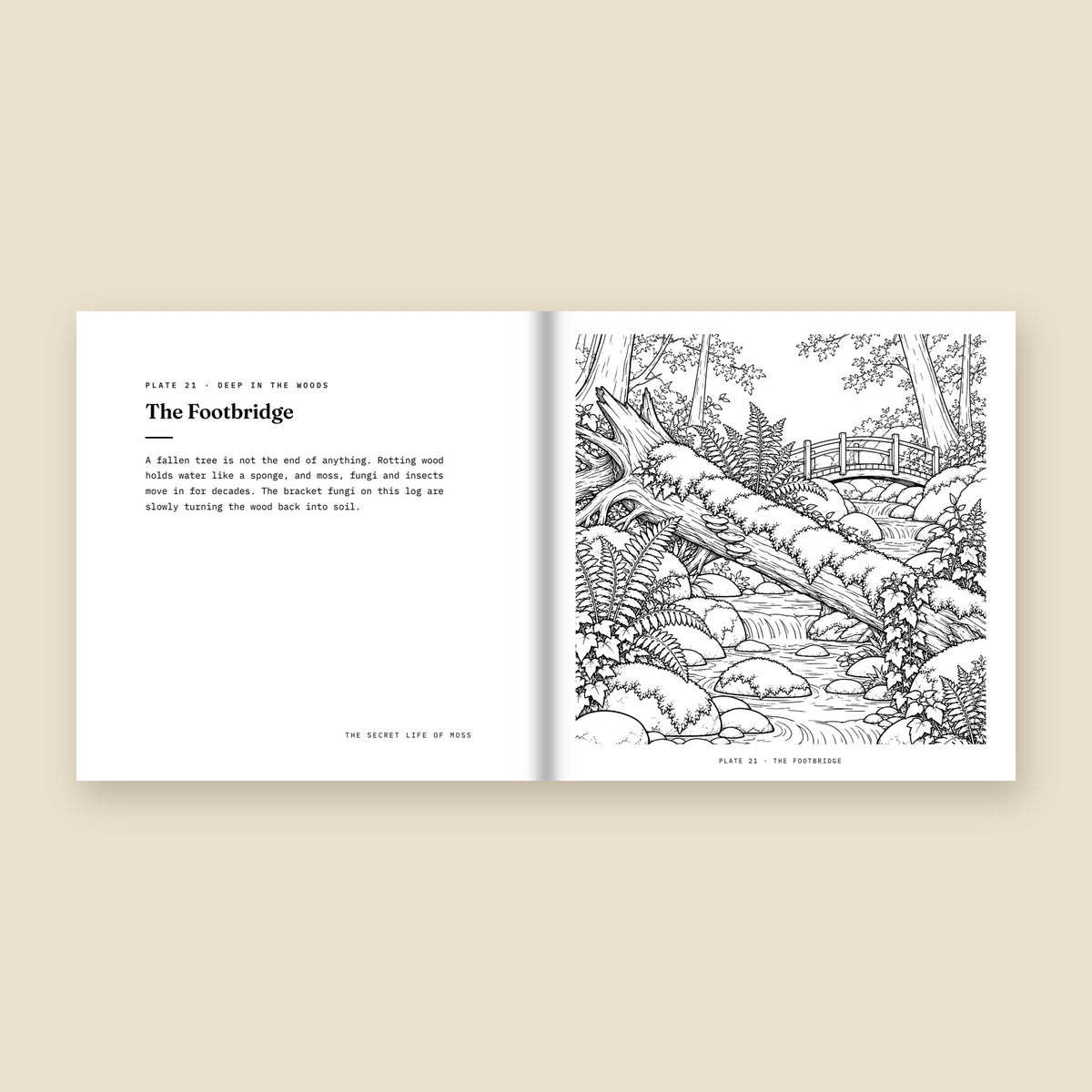 Inside The Secret Life of Moss: a moss field note facing a colouring page of a mossy fallen tree and footbridge over a woodland stream