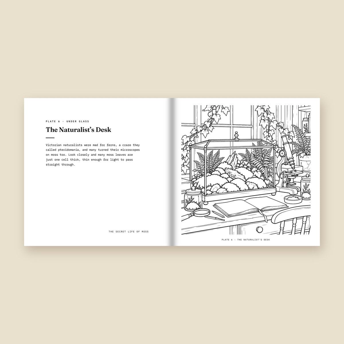 Colouring book spread showing a field note beside a line-art page of a moss terrarium on a Victorian naturalist's desk with a microscope