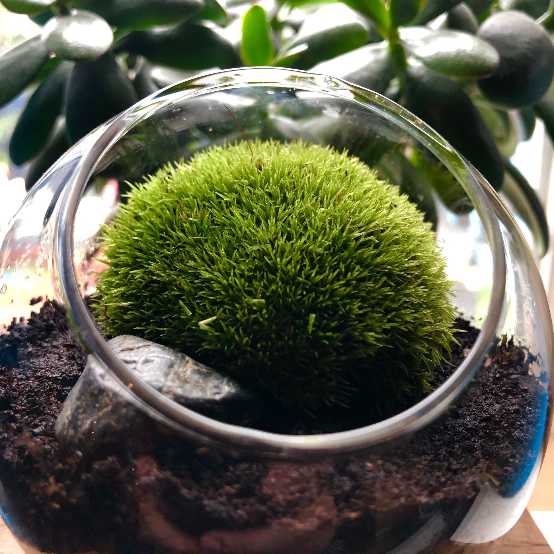 Tiny Terrarium With Live Cushion Moss • Desktop Mossarium With Live Bun Moss