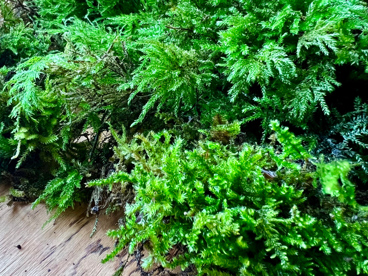 Close-up of fresh green live terrarium moss showing its natural textures and varieties
