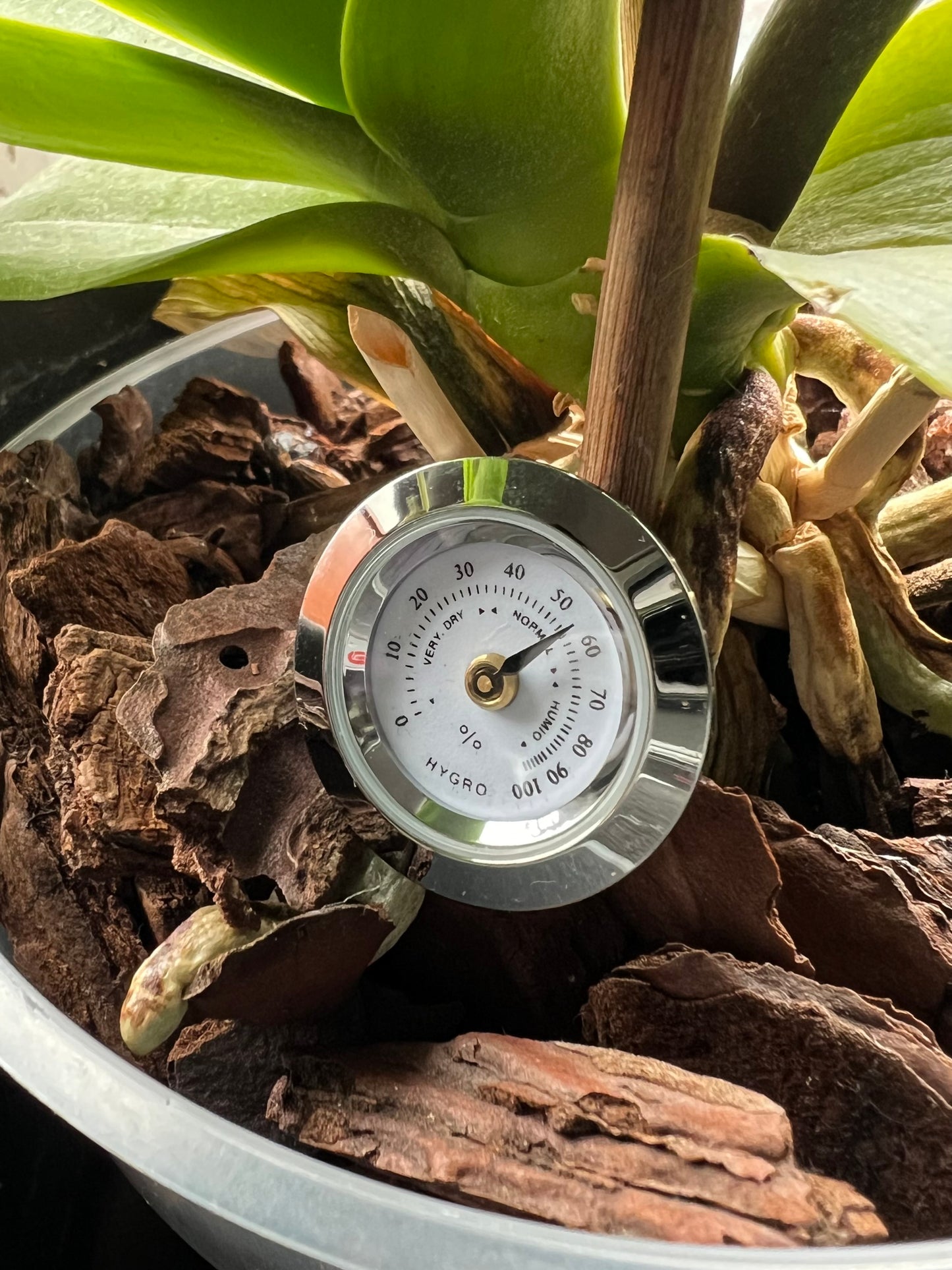 Mini terrarium hygrometer monitoring humidity amongst houseplants