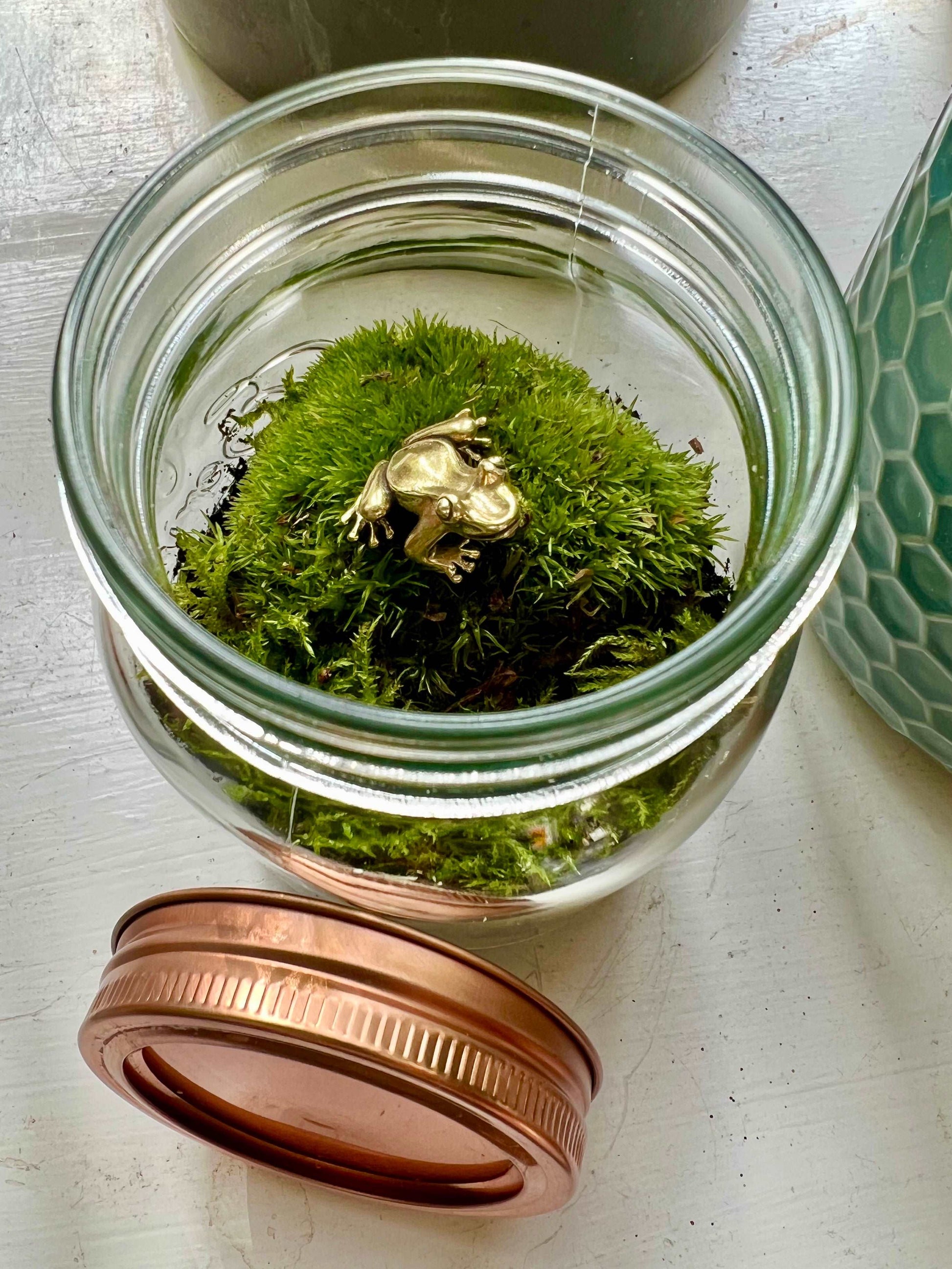 Mini Copper Jar Terrarium • Live Moss Terrarium Kit