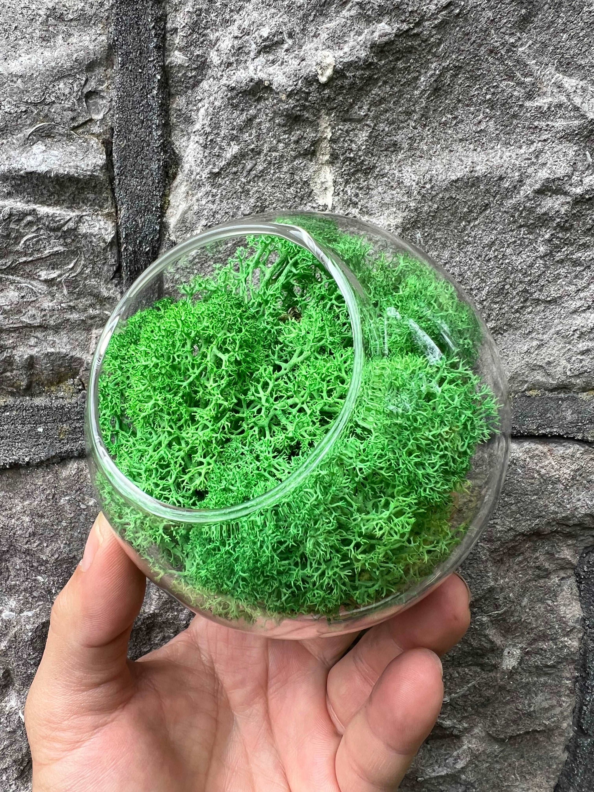 Light Green Reindeer Moss • Preserved Moss