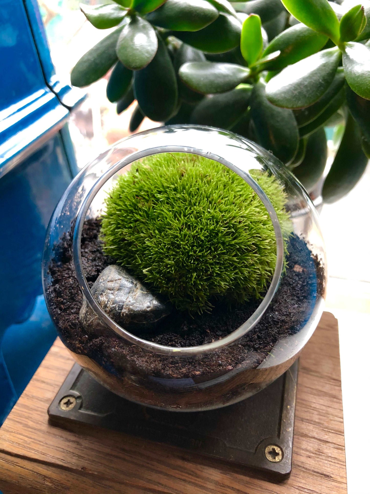 Tiny Terrarium With Live Cushion Moss • Desktop Mossarium With Live Bun Moss