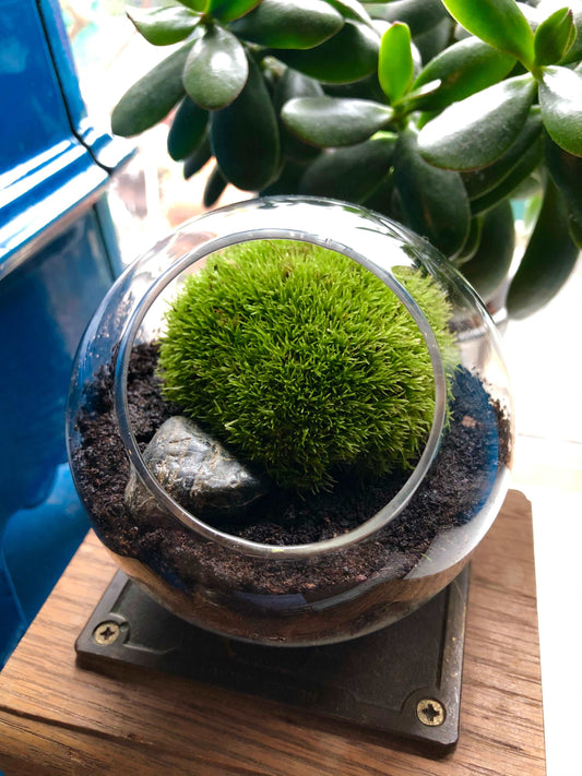 Natural Moss Small Plant Live Moss for Terrarium Moss for Bonsai Gorgeous  Real Moss -  Norway