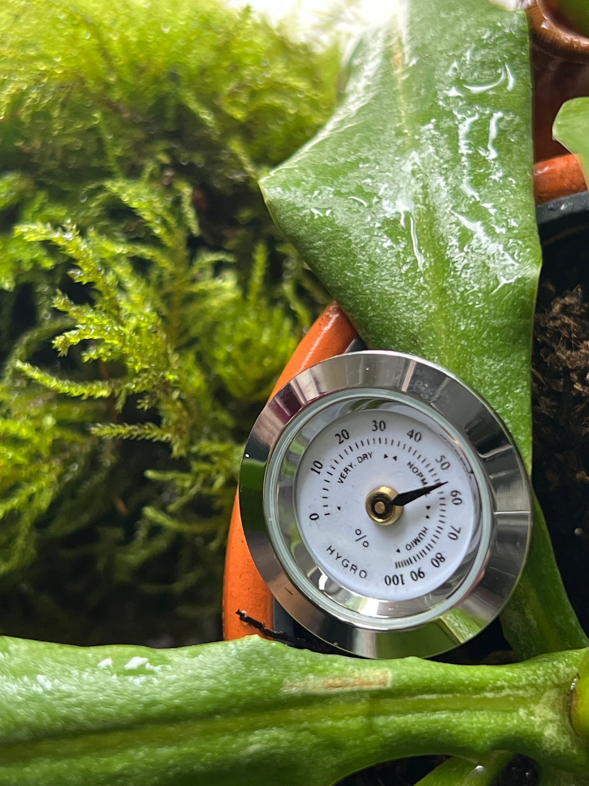 Mini stainless steel hygrometer displayed amongst live terrarium moss