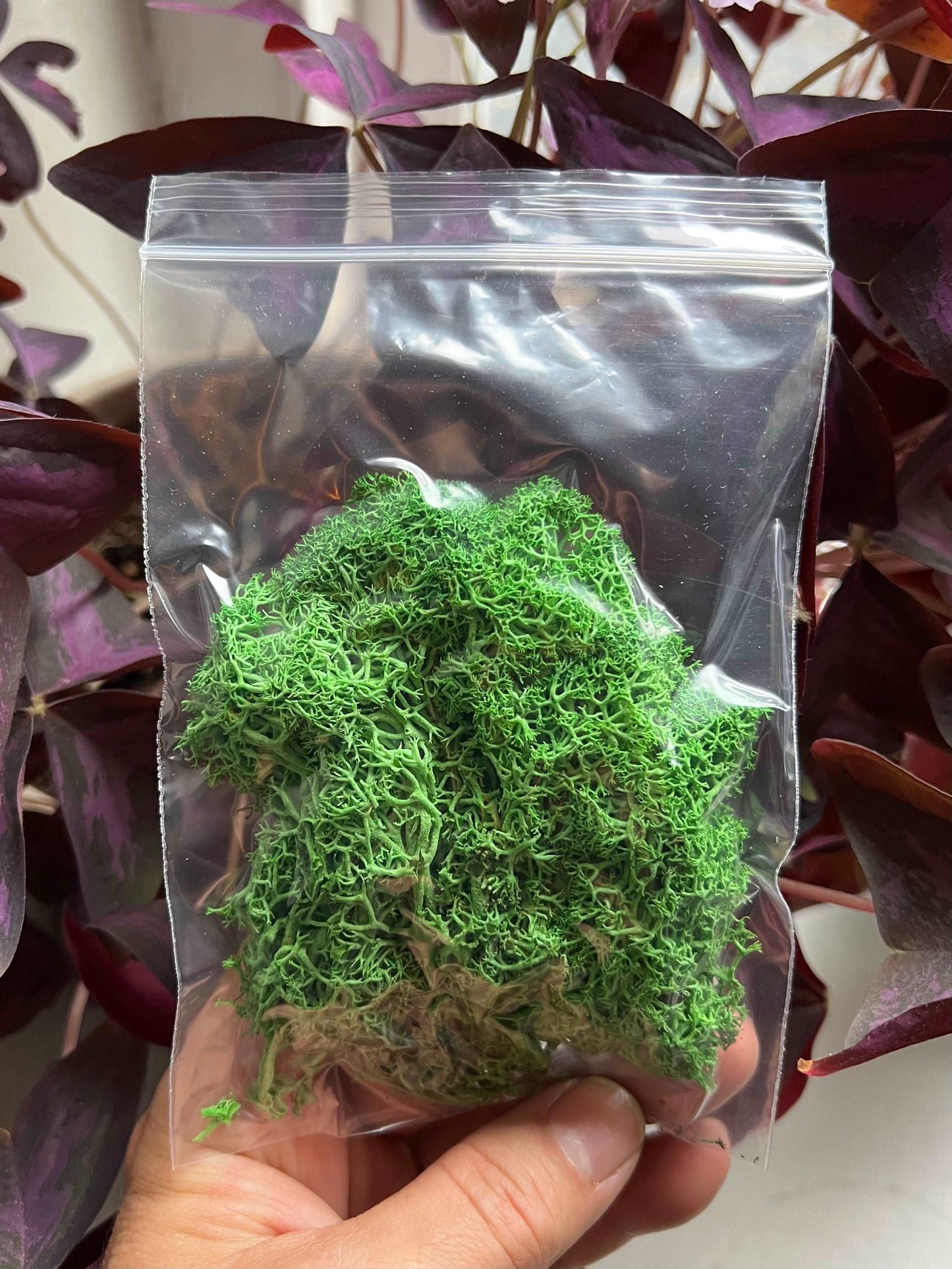 Light Green Reindeer Moss • Preserved Moss