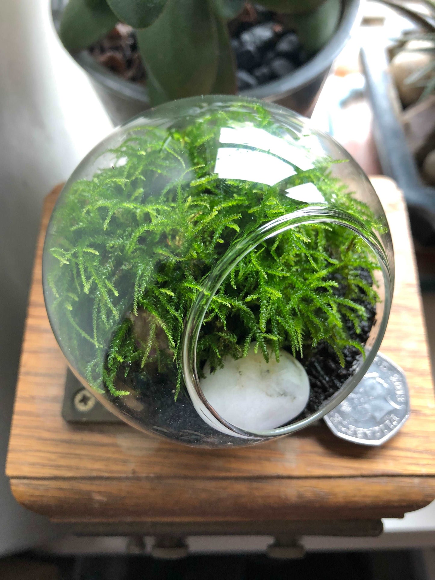 Tiny Terrarium With Live Moss • Desktop Mossarium With Live Feather Moss