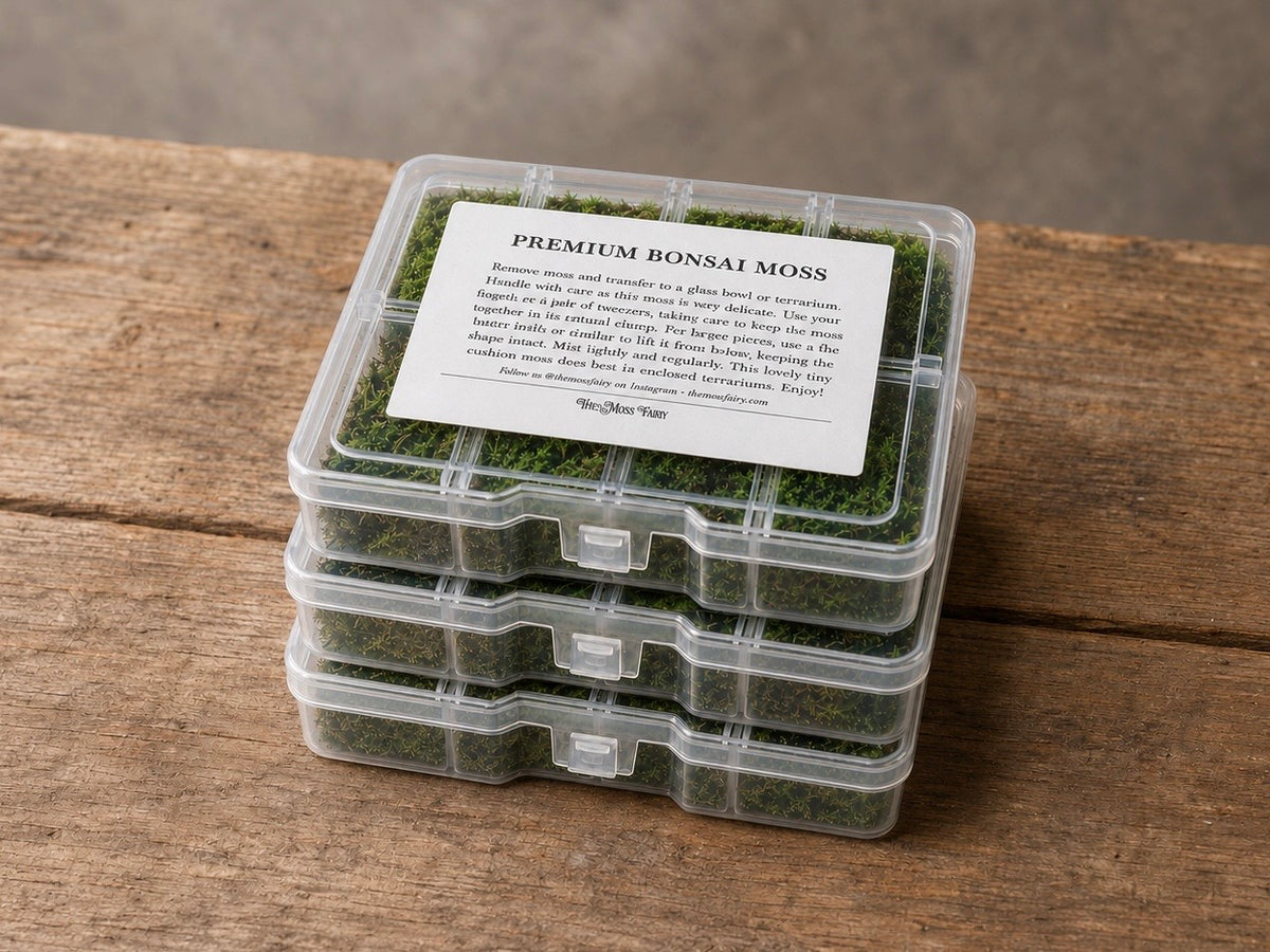 Three live cushion moss gift boxes stacked on a rustic wooden surface with a Premium Bonsai Moss care label.