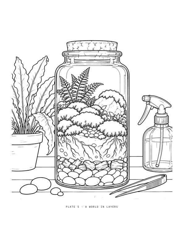Line drawing of a corked jar terrarium showing layers of pebbles, soil, roots, moss and a fern, from The Secret Life of Moss colouring book