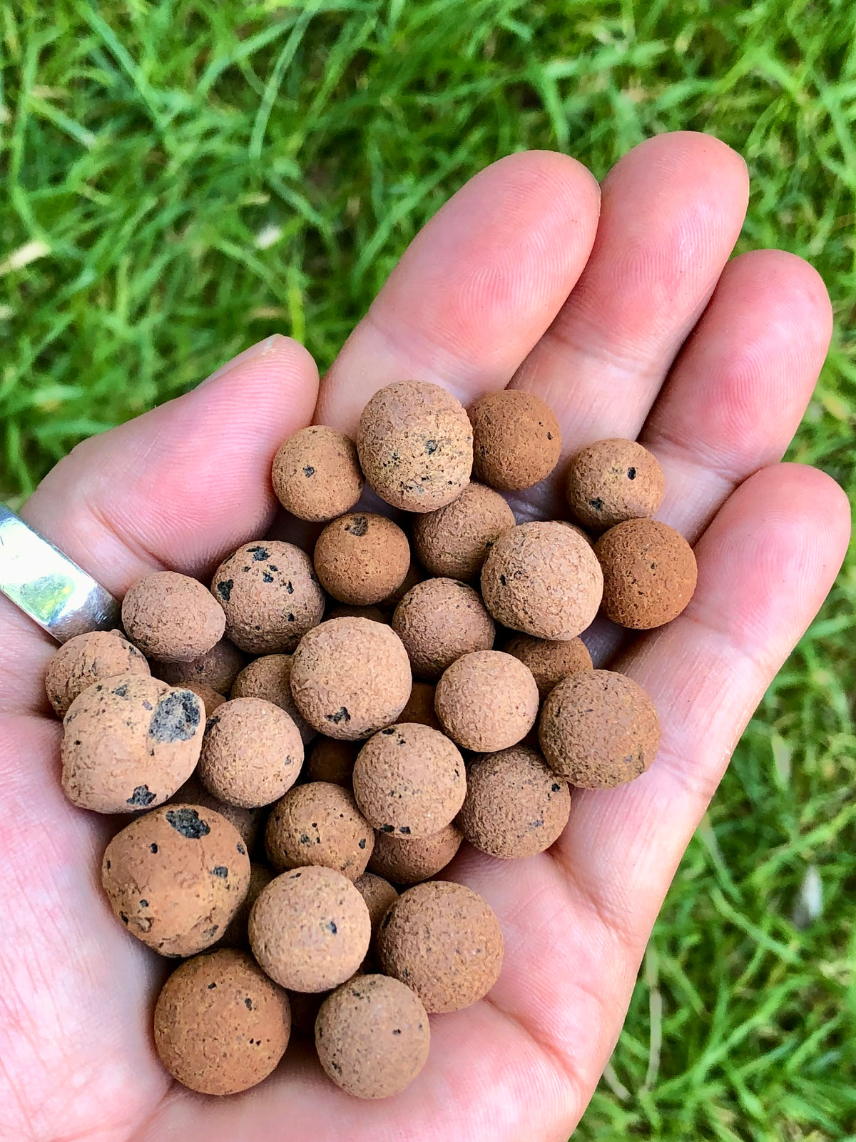 Close up of palm up hand holding small clay balls used for drainage in house plants. 