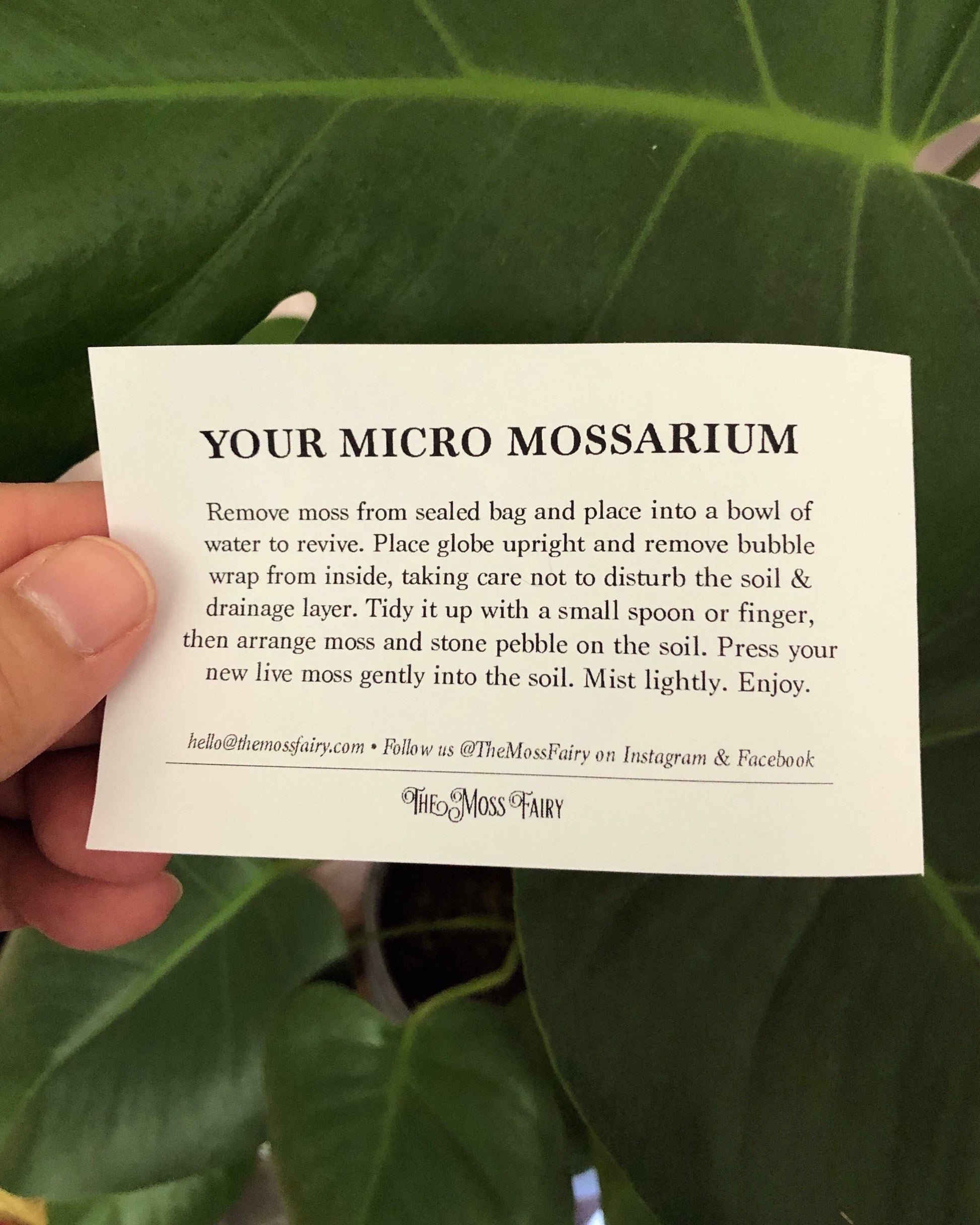 Live Moss Terrarium – Decoratefuny