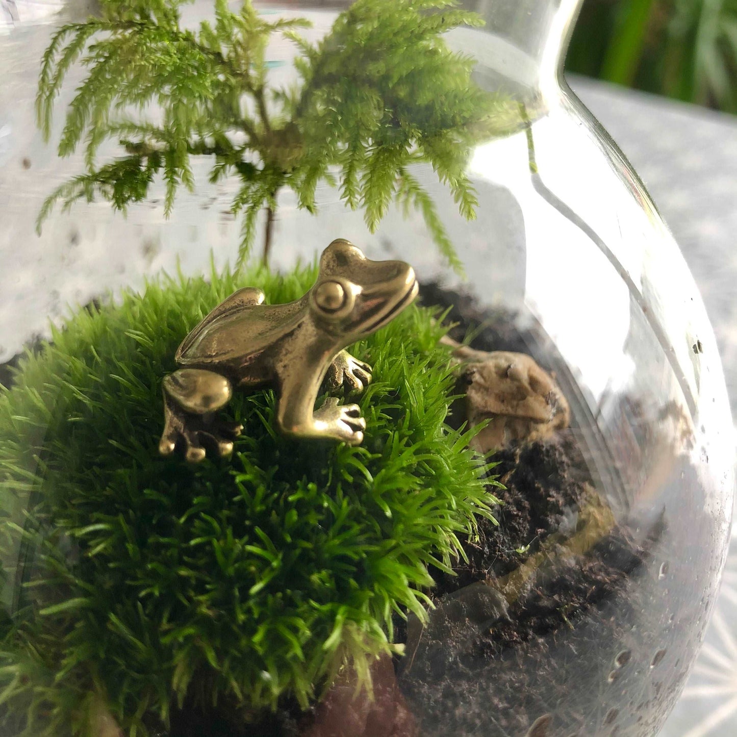 Tiny Terrarium With Live Moss • Desktop Mossarium With Live Feather Moss