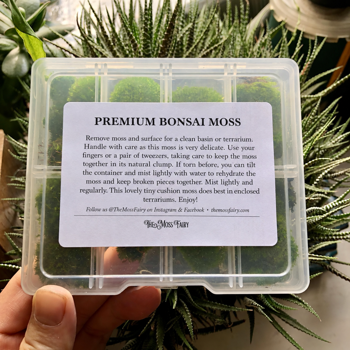 Clear live cushion moss gift box with care label, held in front of green houseplants.