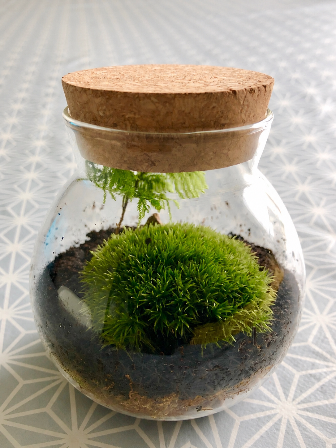 Moss terrarium kit in a cork-lidded glass jar with live bun moss and sprigs of feather moss on dark soil