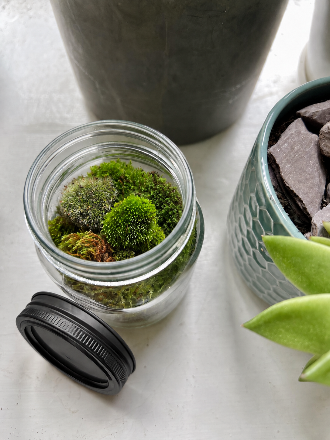 Glass jar terrarium filled with a colourful selection of live cushion moss, displayed beside its black screw lid and houseplants.