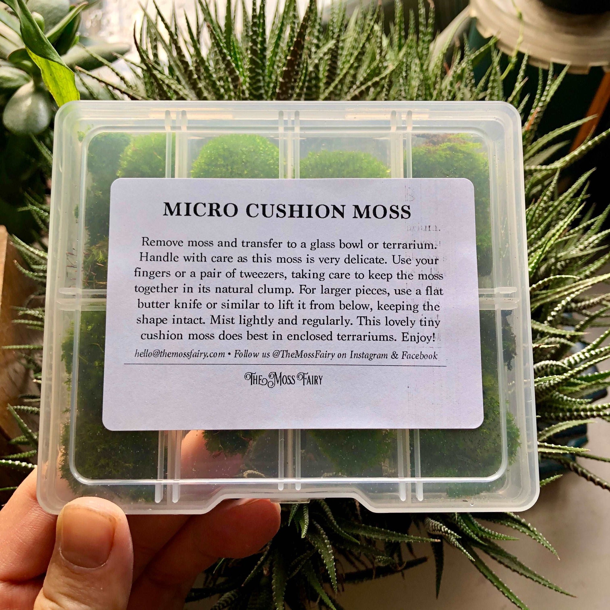 Premium Bonsai Moss • Micro Cushion Moss For Closed Terrariums