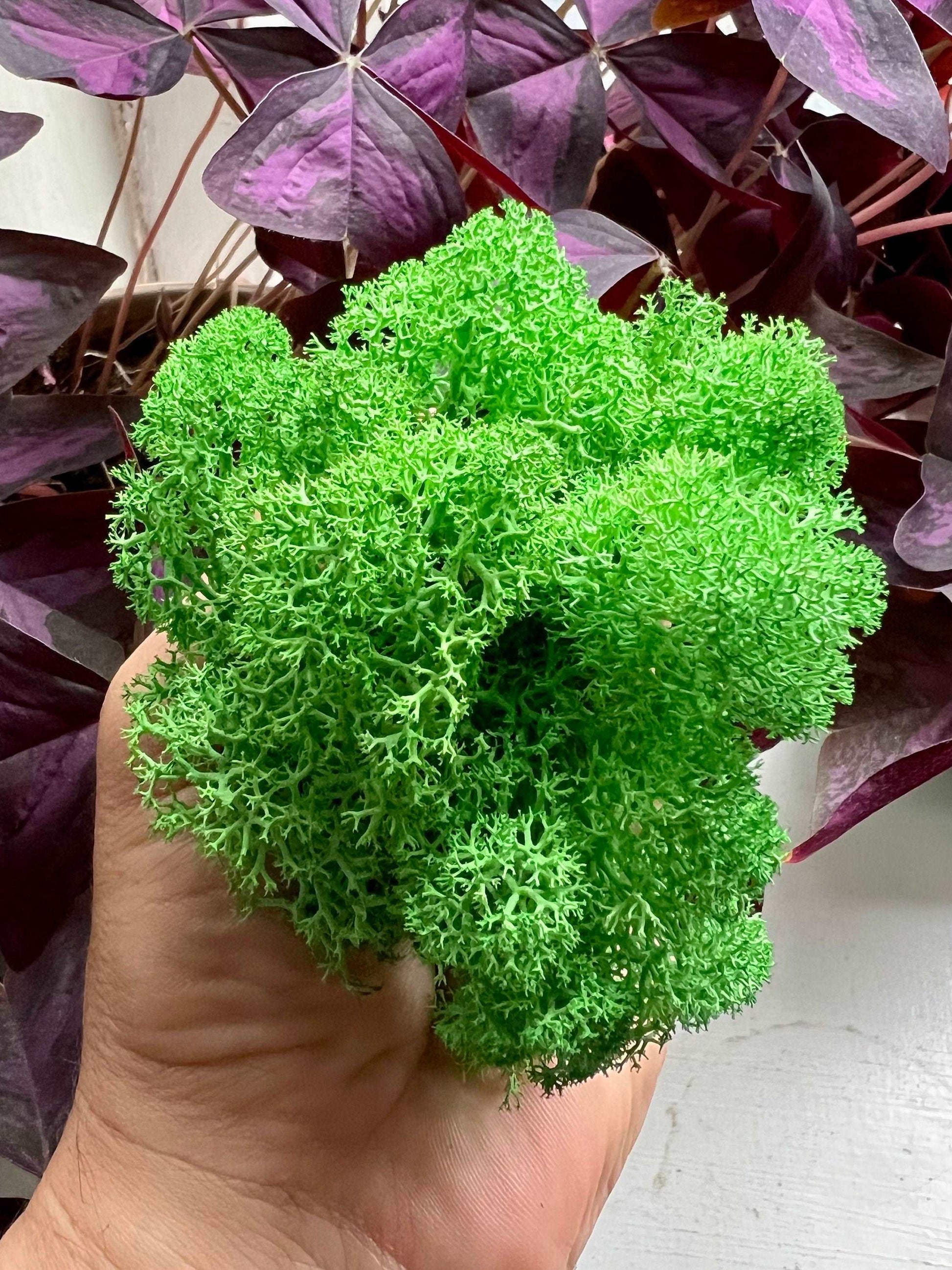 Light Green Reindeer Moss • Preserved Moss