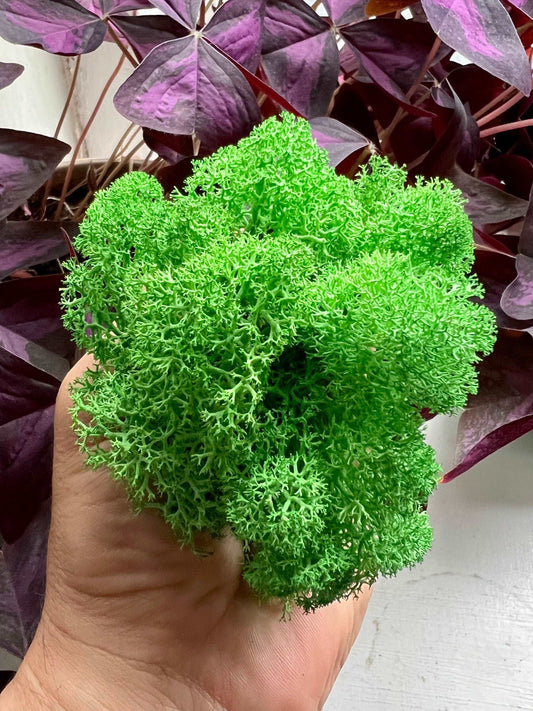 Light Green Reindeer Moss • Preserved Moss