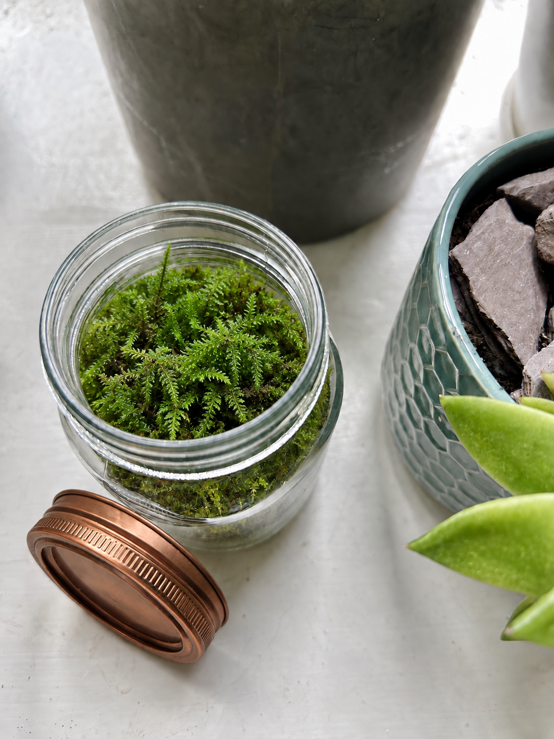 Glass jar terrarium filled with natural live feather moss, displayed beside its copper screw lid and houseplants.