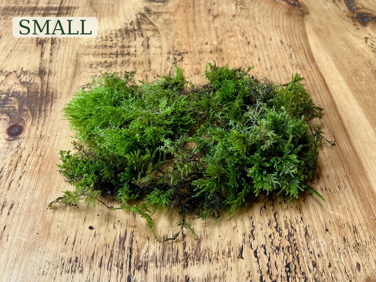 Small bag quantity of fresh mixed live moss for terrariums, bonsai and houseplants