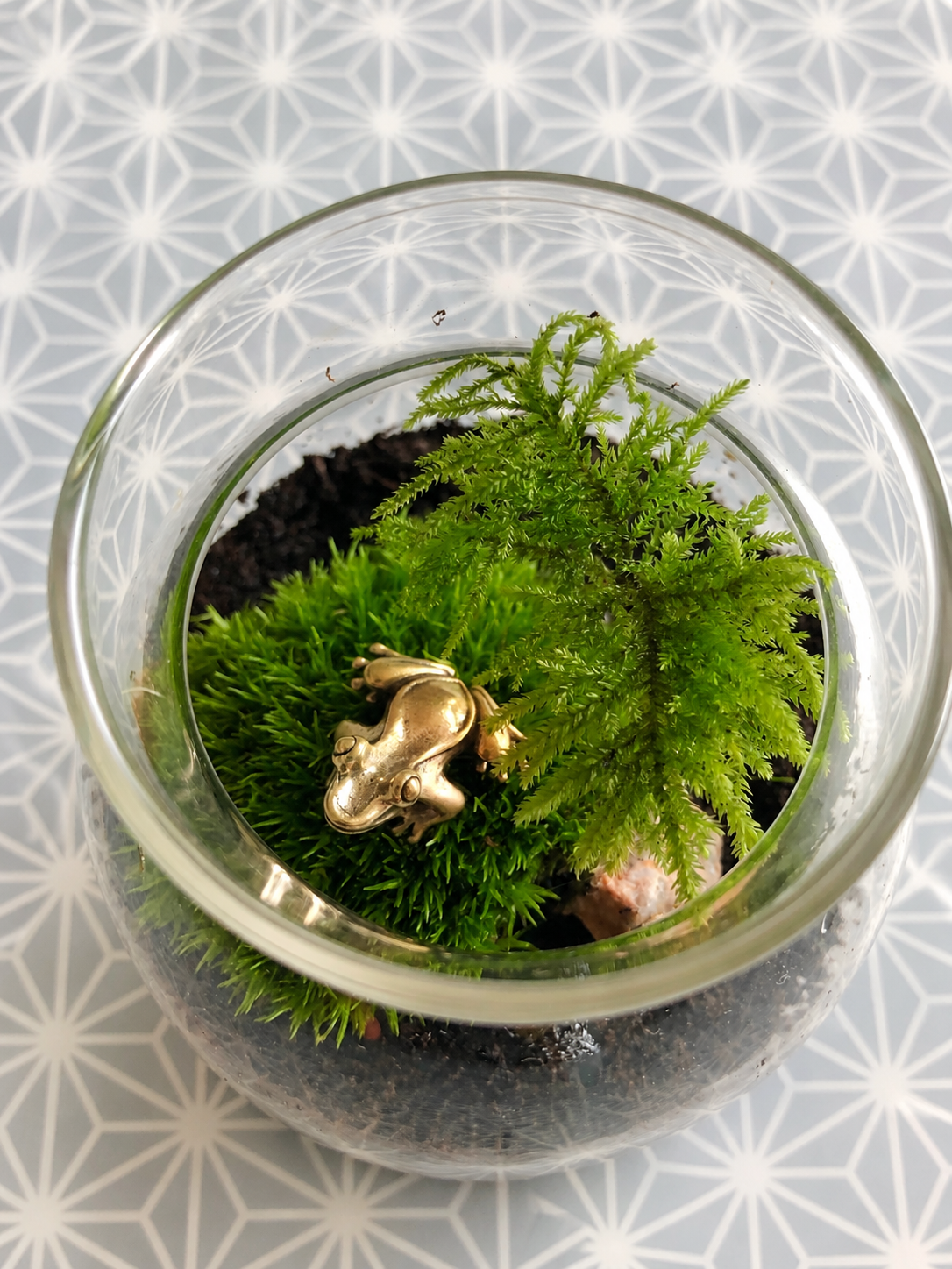 A small glass terrarium with bright green live moss, and a shiny brass frog figurine, photographed from above on a light gray patterned surface.