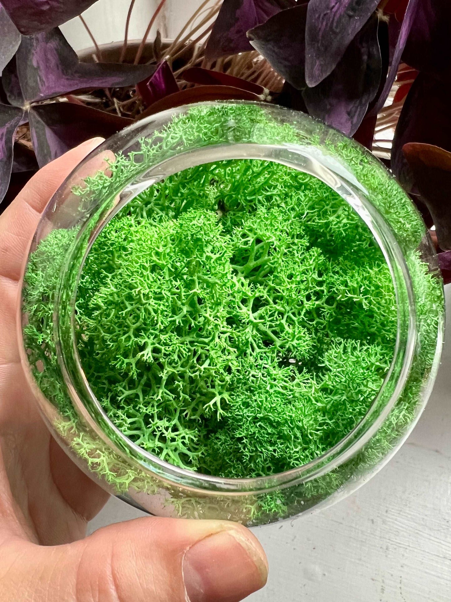 Light Green Reindeer Moss • Preserved Moss