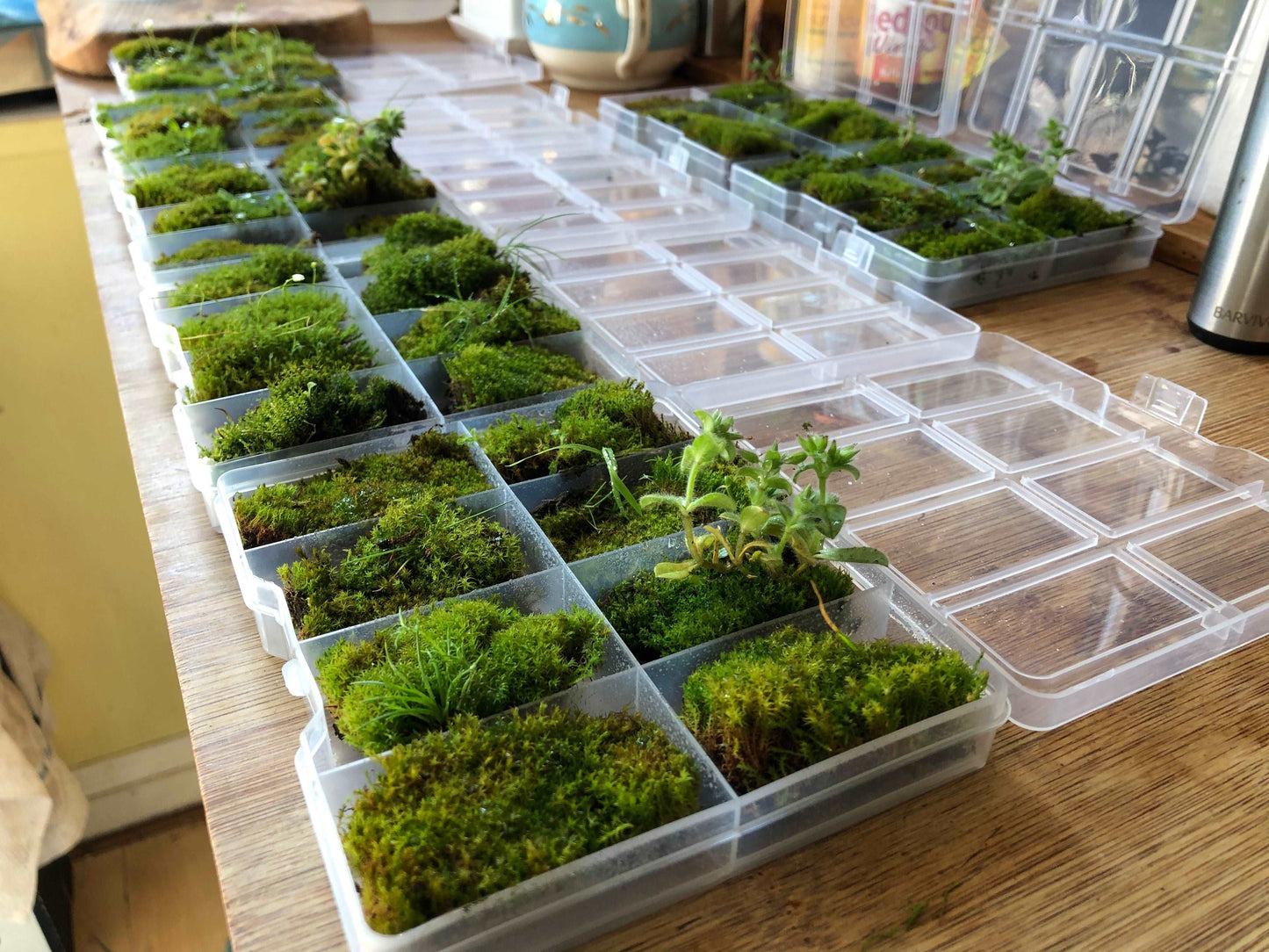 Premium Bonsai Moss • Micro Cushion Moss For Closed Terrariums