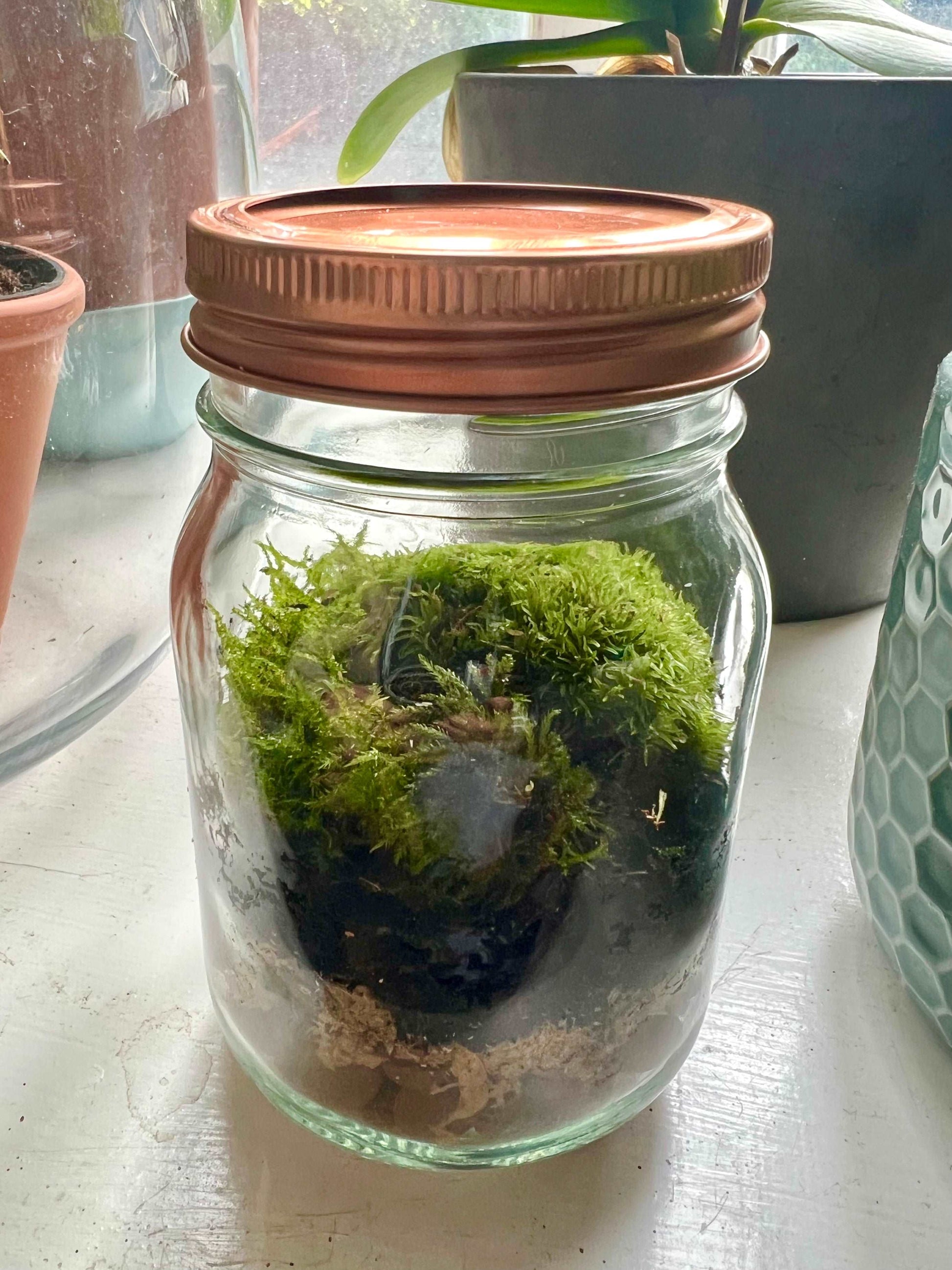 Mini Copper Jar Terrarium • Live Moss Terrarium Kit