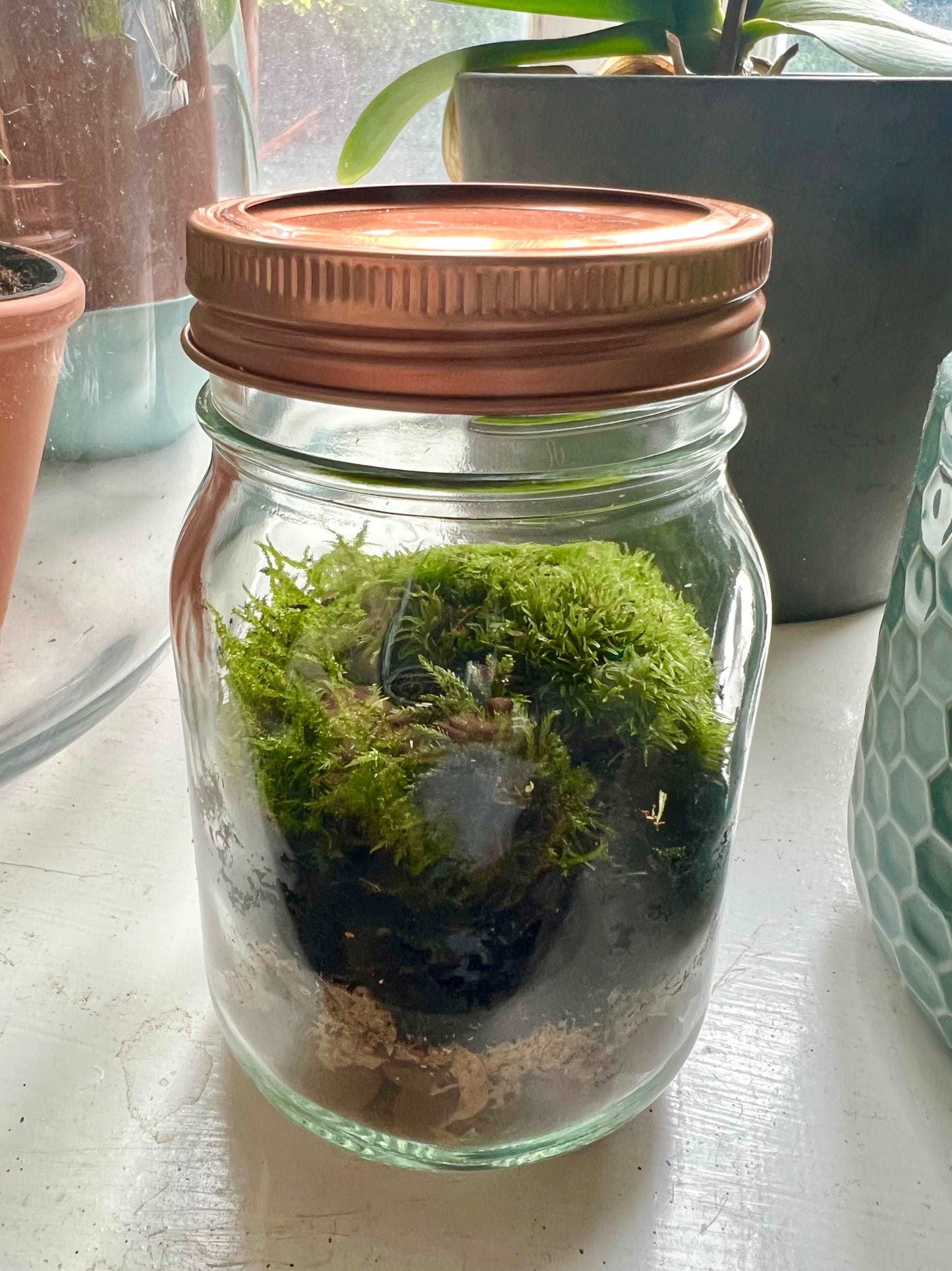 Mini Copper Jar Terrarium • Live Moss Terrarium Kit