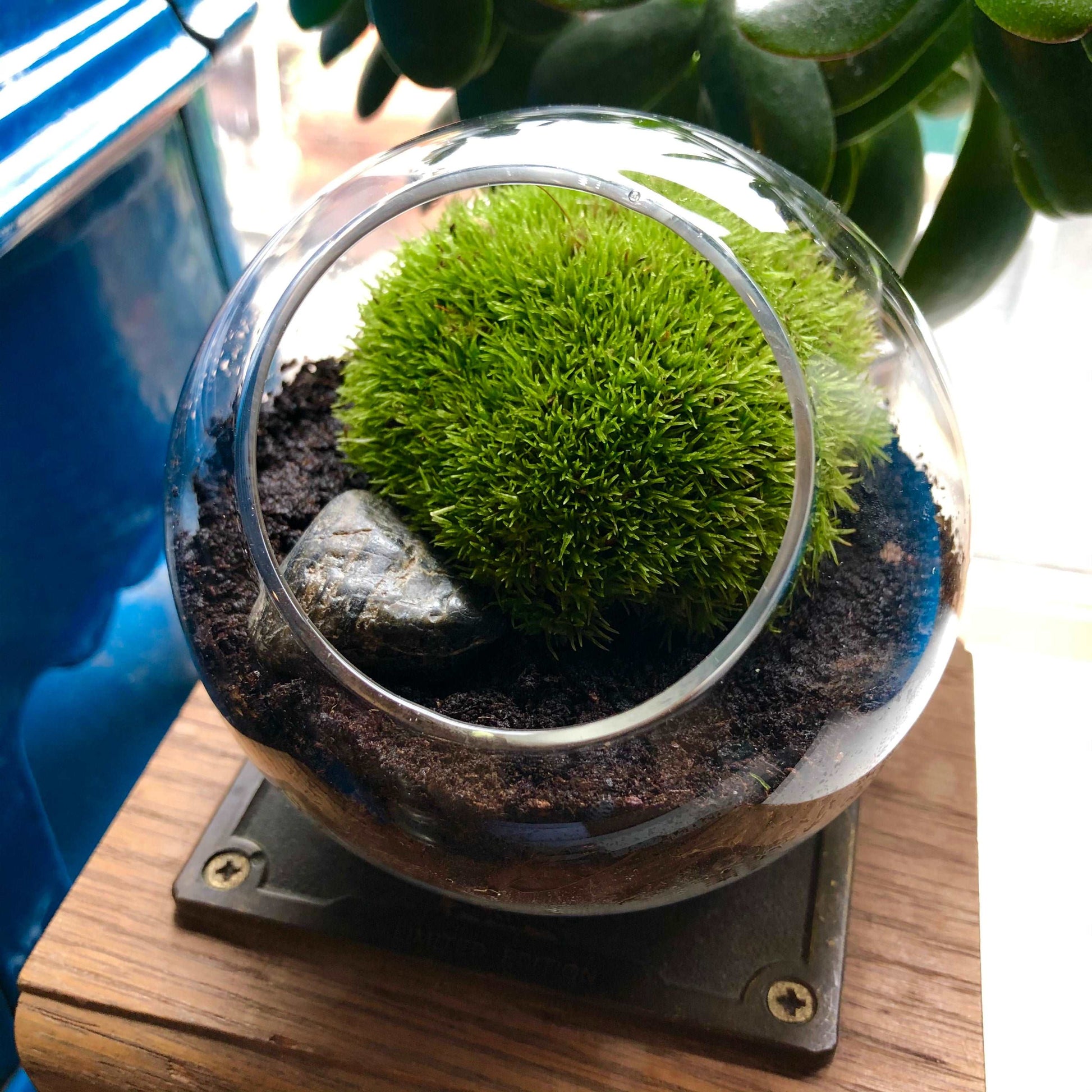 Tiny Terrarium With Live Cushion Moss • Desktop Mossarium With Live Bun Moss