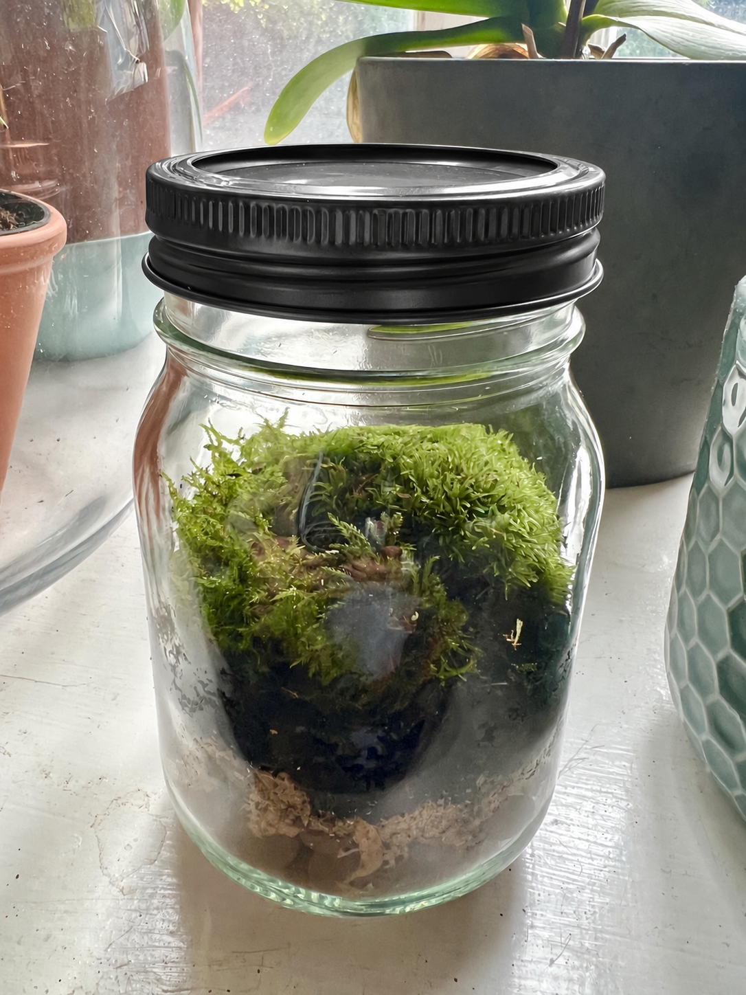 Small glass jar terrarium filled with live green moss and drainage layers, displayed with a black metal lid