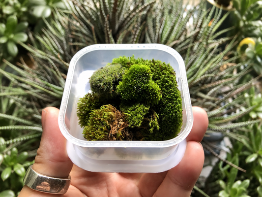 Small tub of live miniature cushion moss pieces held in one hand