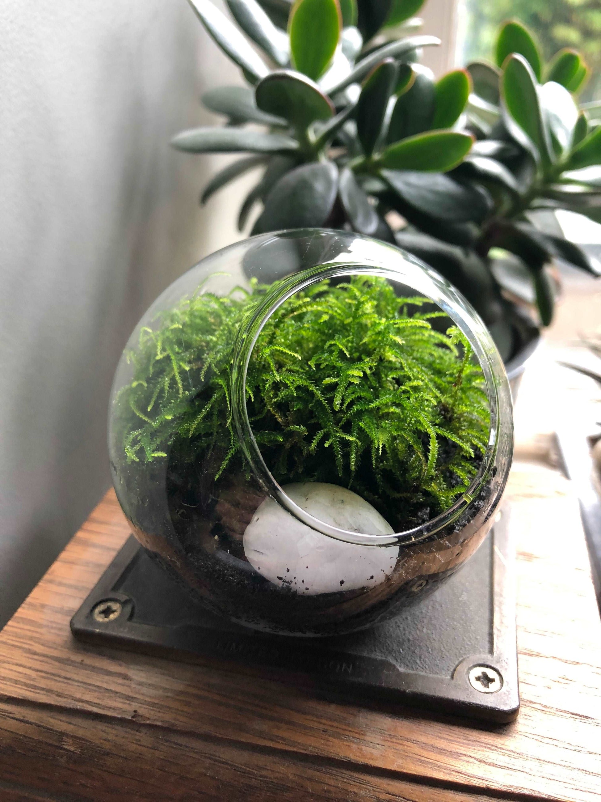 Mini Orb Desk Terrarium Kit with Live Moss Plants
