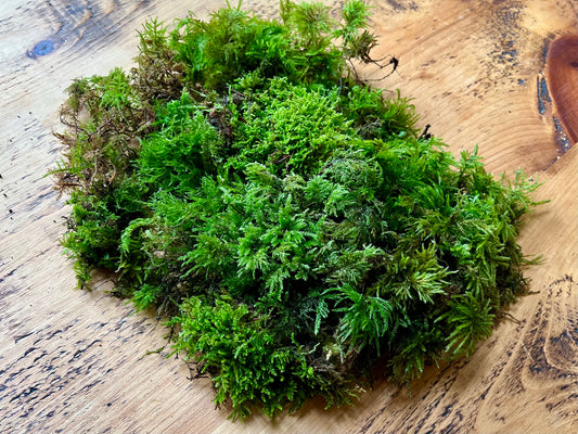 Fresh mixed live woodland moss for terrariums, mossariums, bonsai and houseplants