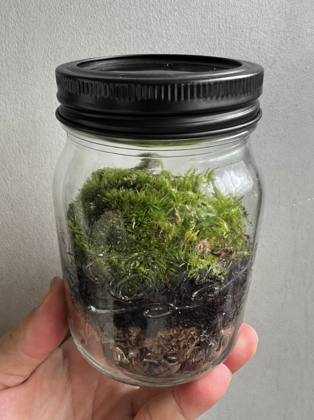 Small glass jar terrarium filled with live green moss and finished with a black metal lid, held in hand to show scale