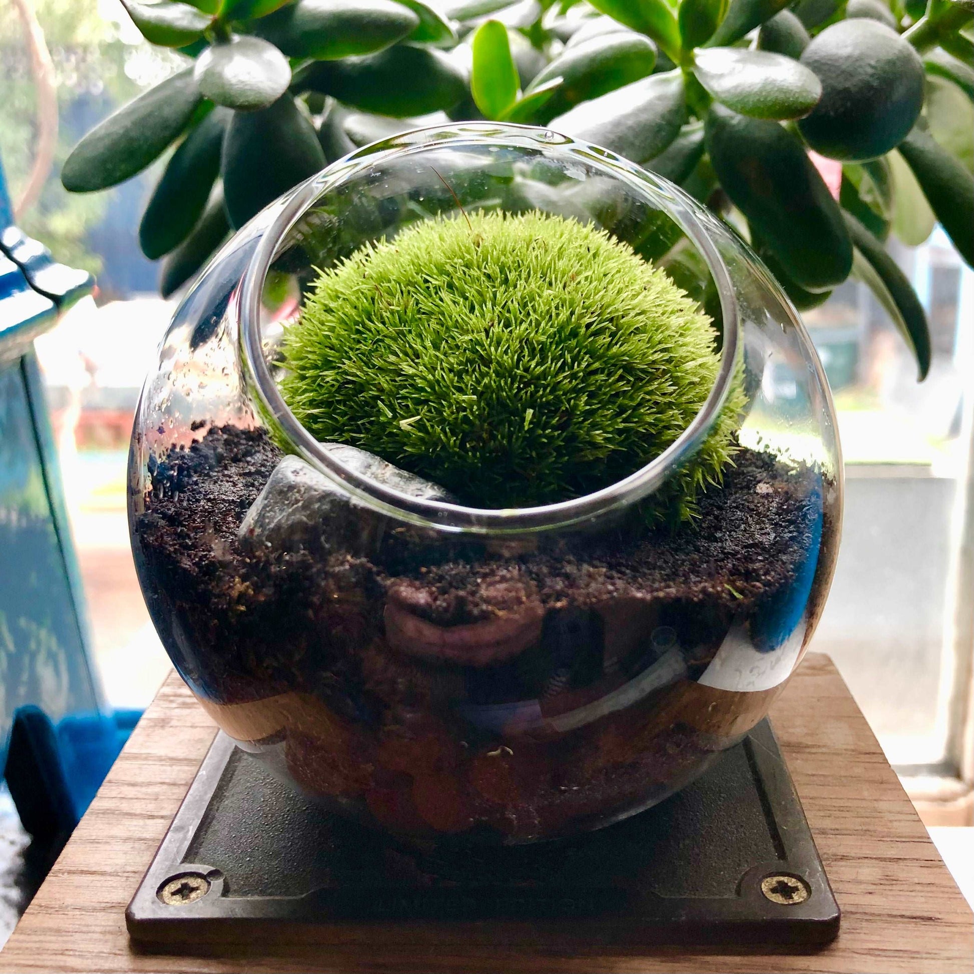 Tiny Terrarium With Live Cushion Moss • Desktop Mossarium With Live Bun Moss